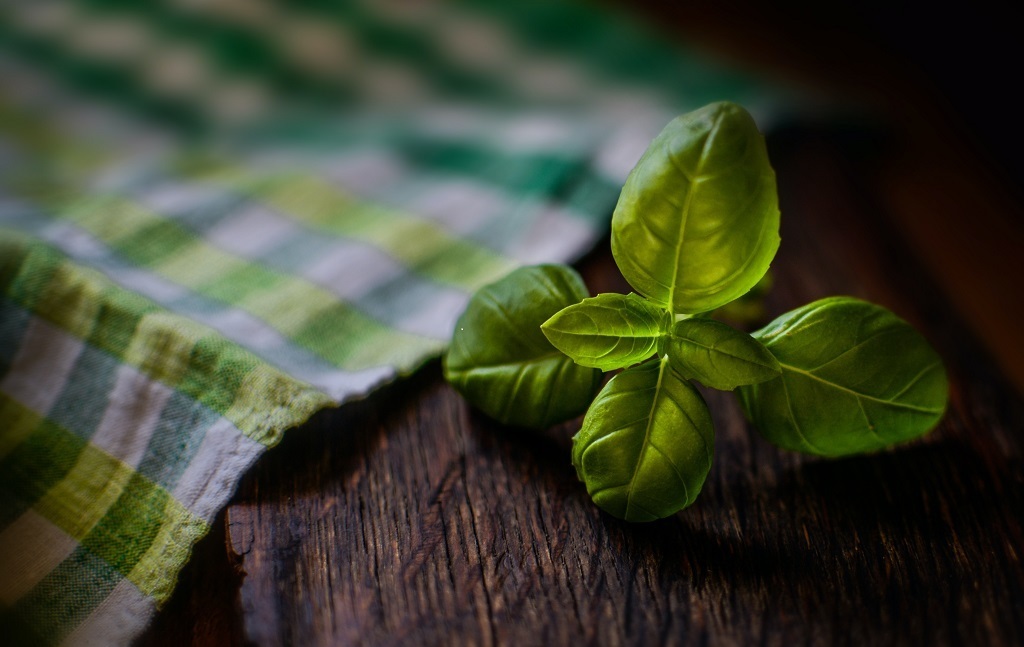 hydroponic basil